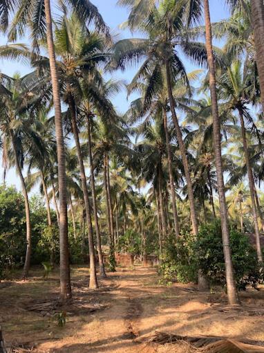 Sneh Beach Homestay - Wayangani Vengurla Exterior foto